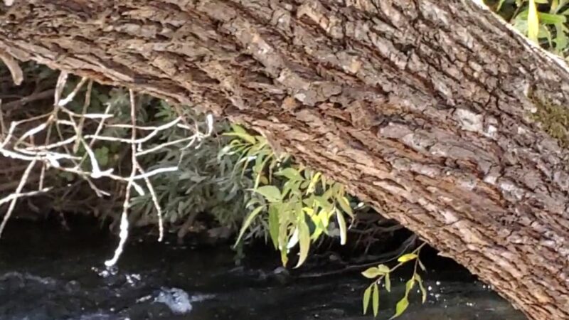 Tryon Park - Angels Camp, CA