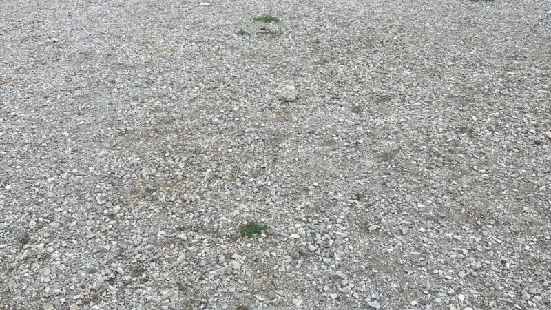 Dog Park at Love's Travel Stops - Angola, IN