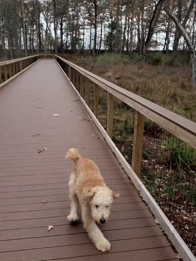 Erie County - Wendt Beach Park - Angola, NY