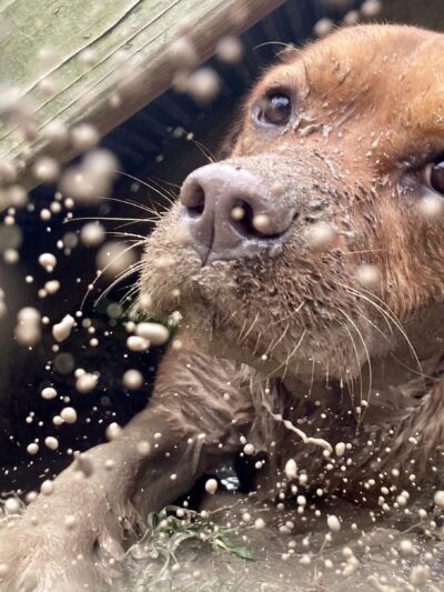 Anna’s Pet Sitting - ,
