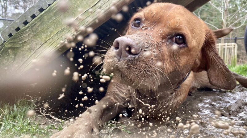 Anna’s Pet Sitting - ,