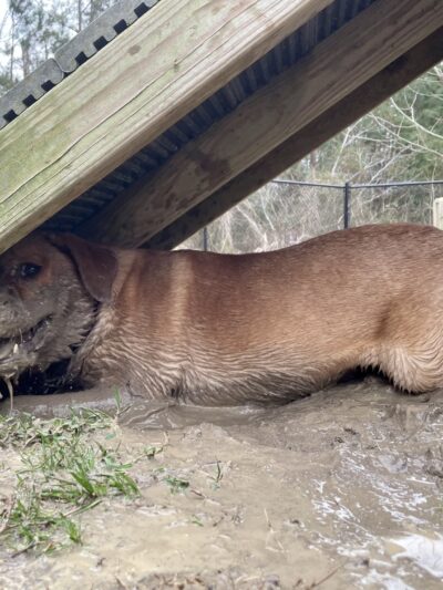 Anna’s Pet Sitting - ,