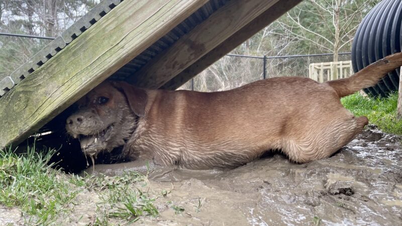 Anna’s Pet Sitting - ,