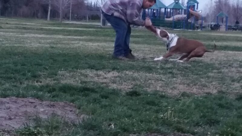 Almond Grove Park - Antelope, CA