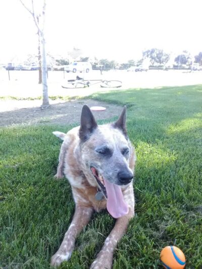 Almond Grove Park - Antelope, CA