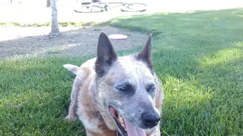 Almond Grove Park - Antelope, CA