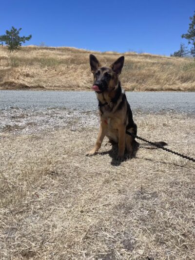 Antioch Dog Show Site - Antioch, CA