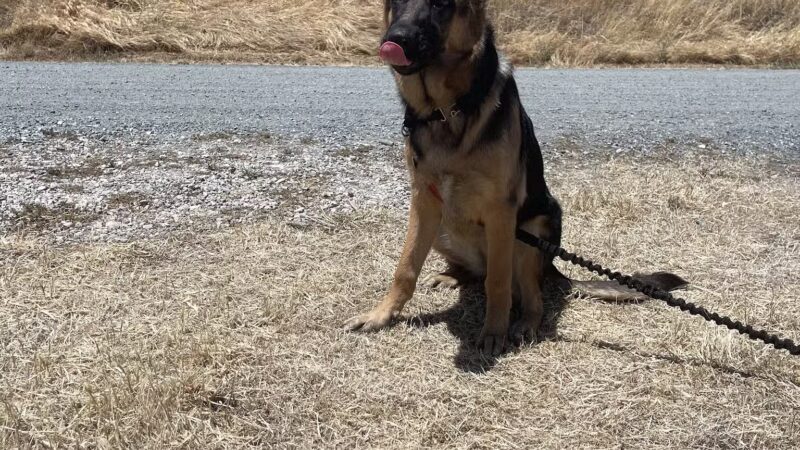 Antioch Dog Show Site - Antioch, CA