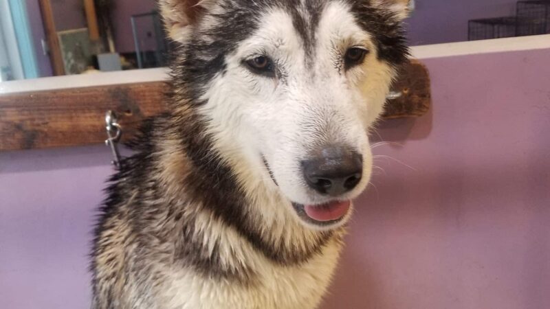 Paws & Claws Pet Spa - Anza, CA