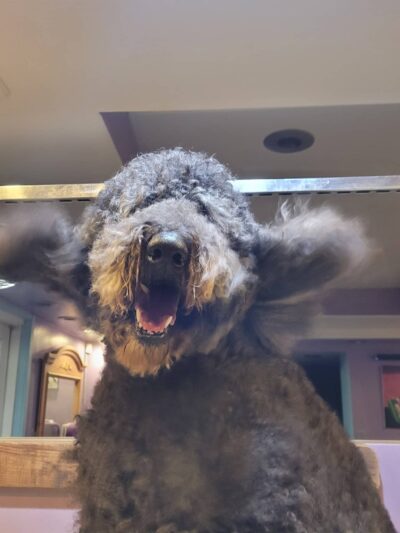 Paws & Claws Pet Spa - Anza, CA
