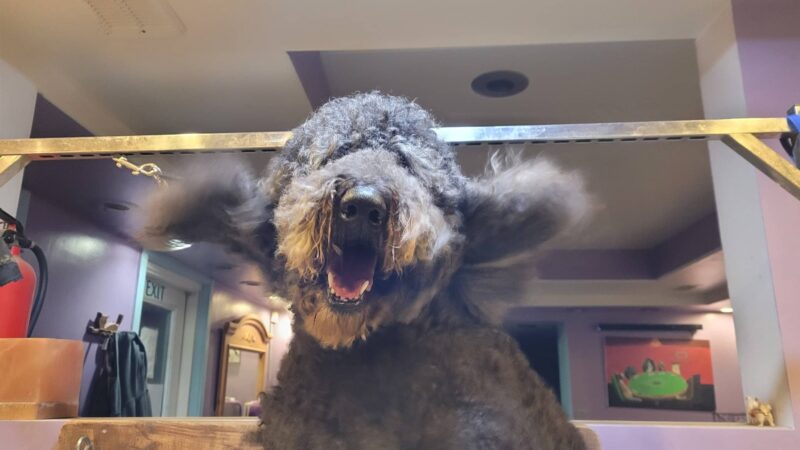Paws & Claws Pet Spa - Anza, CA