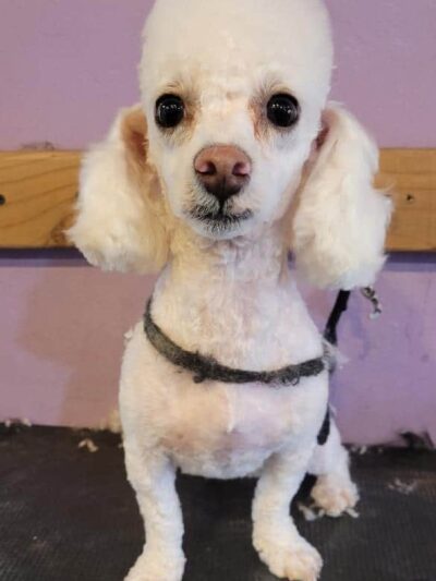 Paws & Claws Pet Spa - Anza, CA