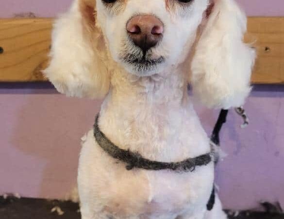 Paws & Claws Pet Spa - Anza, CA