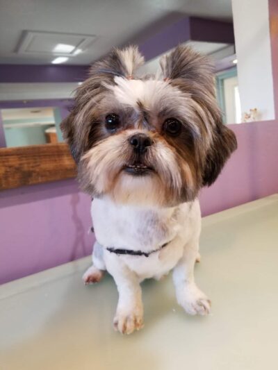 Paws & Claws Pet Spa - Anza, CA