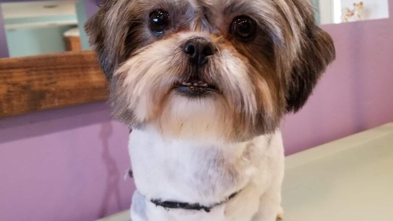 Paws & Claws Pet Spa - Anza, CA
