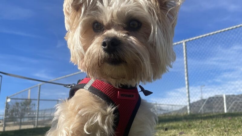Paws & Claws Pet Spa - Anza, CA
