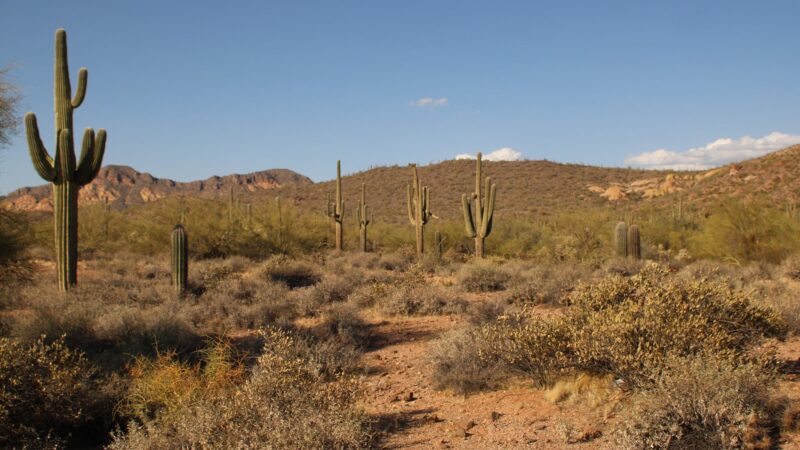 Bulldog Canyon OHV - Wolverine Gate - Apache Junction, AZ