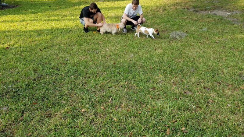 Doctors' Dog Park - Apopka, FL