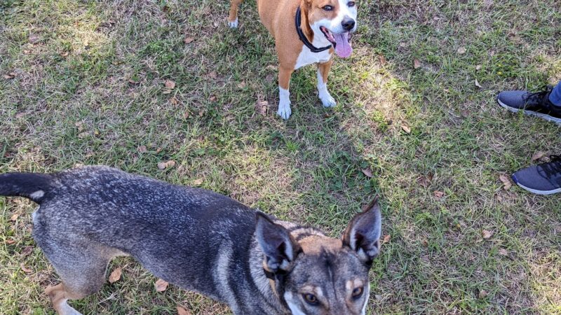 Doctors' Dog Park - Apopka, FL
