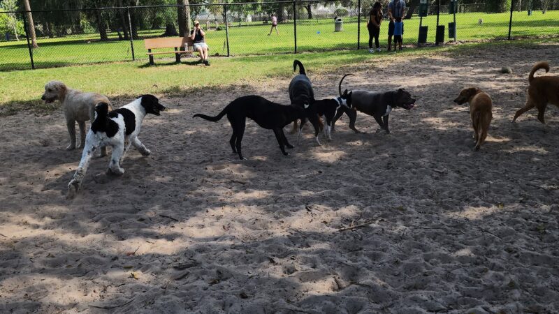 Doctors' Dog Park - Apopka, FL