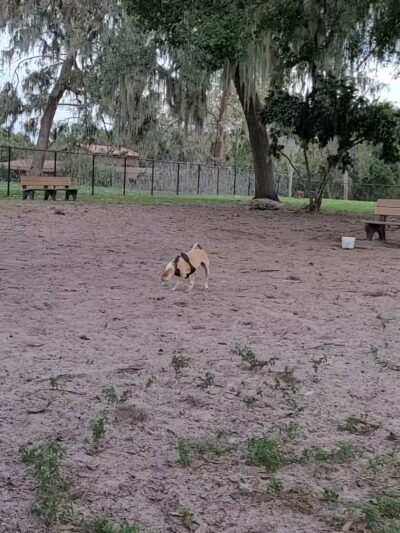 Doctors' Dog Park - Apopka, FL
