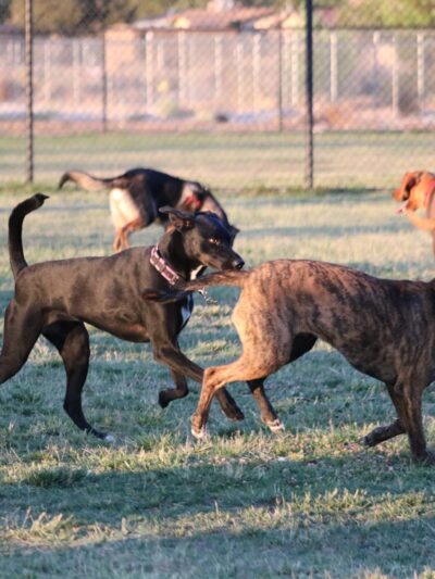 Civic Center Dog Park - Apple Valley, CA