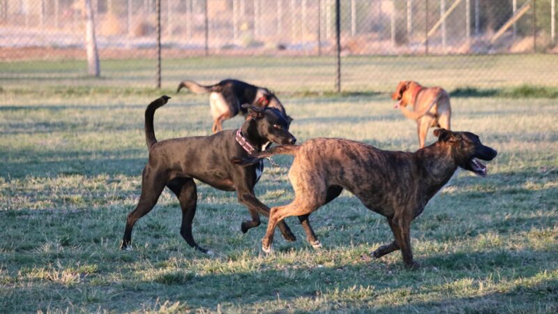 Civic Center Dog Park - Apple Valley, CA