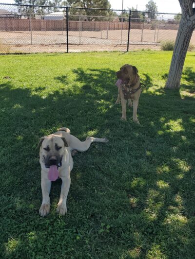 Civic Center Dog Park - Apple Valley, CA