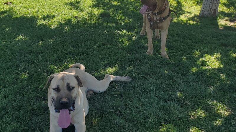 Civic Center Dog Park - Apple Valley, CA