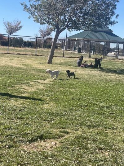 Civic Center Dog Park - Apple Valley, CA