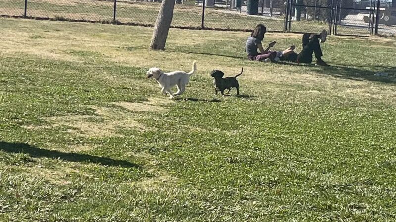 Civic Center Dog Park - Apple Valley, CA