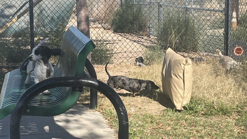 Civic Center Dog Park - Apple Valley, CA