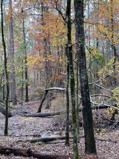 Keg Creek Trailhead - Parking Area - Appling, GA