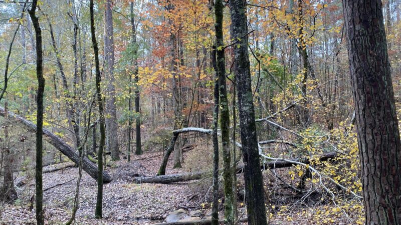 Keg Creek Trailhead - Parking Area - Appling, GA