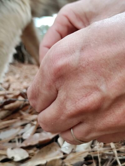 Keg Creek Trailhead - Parking Area - Appling, GA