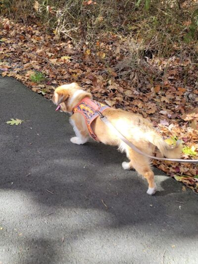 Sarah Bratty Park - Archbald, PA