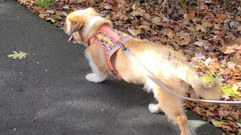 Sarah Bratty Park - Archbald, PA