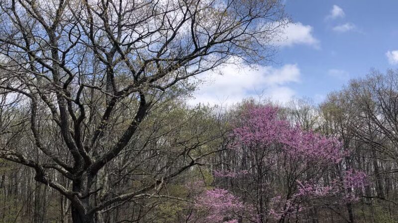 Trail Head - Archbald, PA