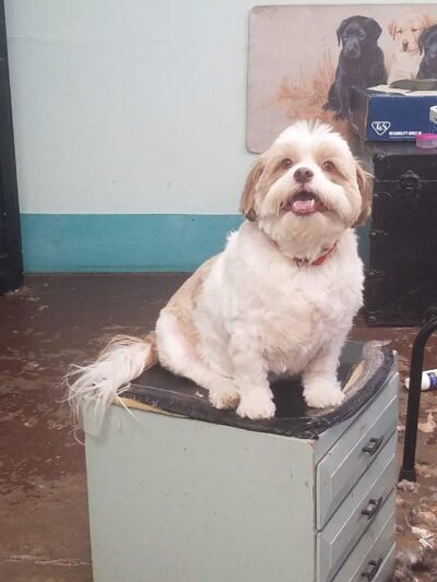 Off The Leash - Arcola, IL