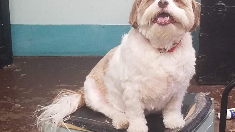 Off The Leash - Arcola, IL