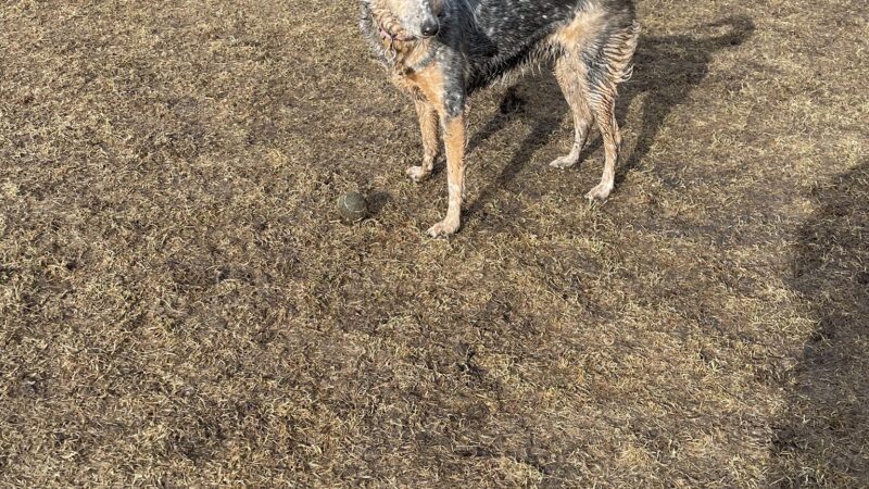 Perry Dog Park - Arden Hills, MN