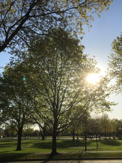 Cronin Park - Arlington Heights, IL