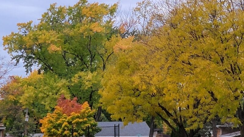 Berbecker Park - Arlington Heights, IL