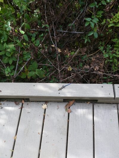 Lucky Run Park - Arlington, VA