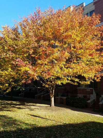 Rhodeside Green Park - Arlington, VA