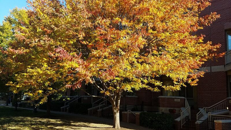 Rhodeside Green Park - Arlington, VA