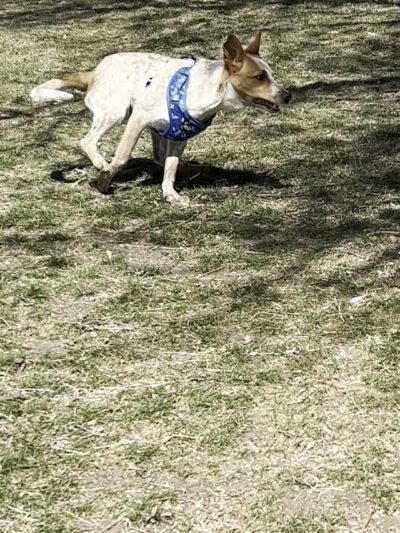 Terrace Park - Arvada, CO