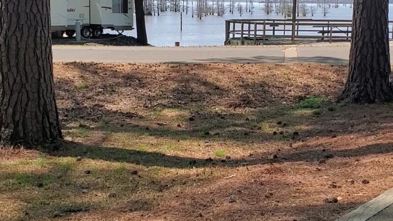 COTTONSHED PARK (AR) - Ashdown, AR