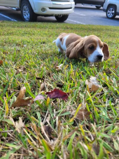 Kiwanis Park - Asheboro, NC