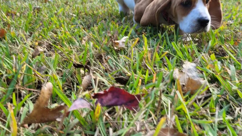 Kiwanis Park - Asheboro, NC